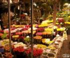 Çiçek pazarı, Amsterdam, Hollanda
